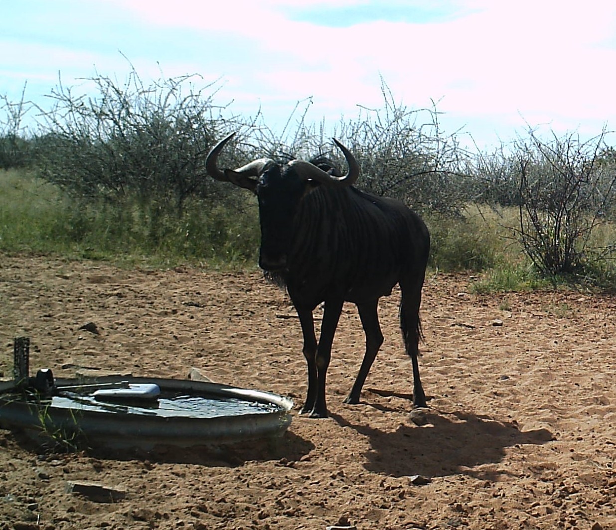 Blue Wildebeest