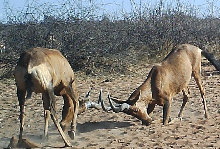 Hartebeest