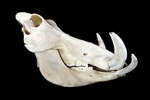 Warthog Skull